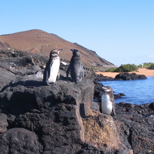 18-81-galapagos general.jpg-BasicCrop-size-500x500